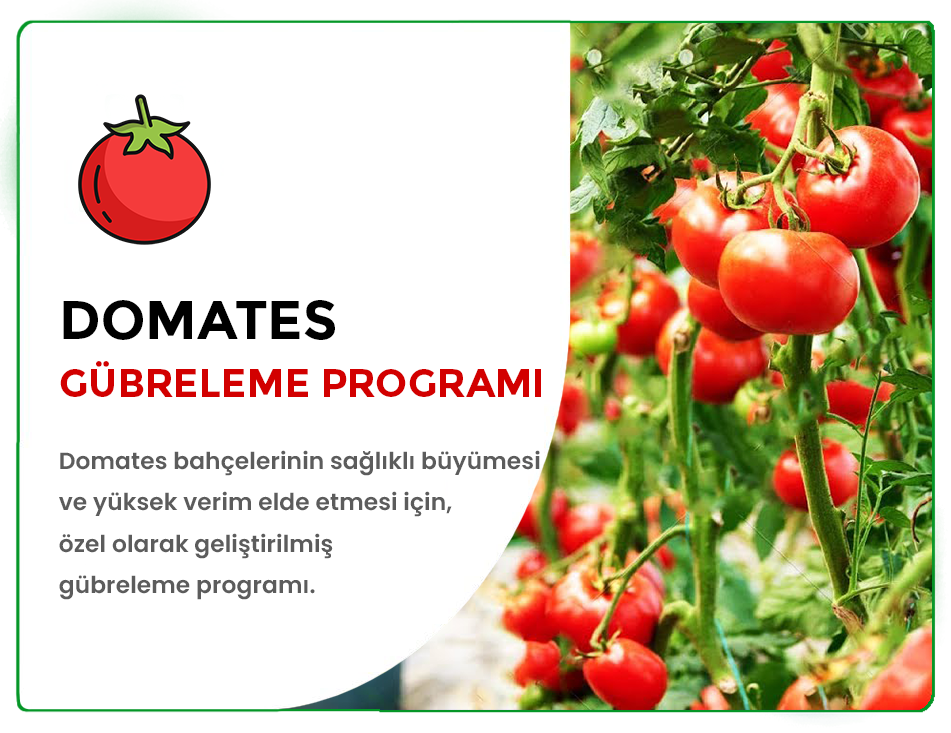 Domates İçin Gübreleme Programı (A’dan Z’ye) | Yüksek Verim ve Kalite Rehberi