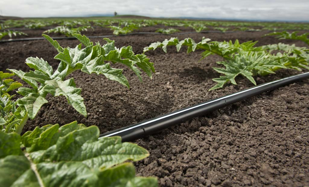 Damlama Sulamada Gübreleme Nasıl Yapılır? Doğru Uygulama ve Verim Artışı Rehberi