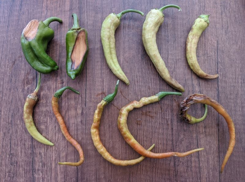 Kalsiyum Eksikliği Belirtileri Nelerdir? Bitkilerde Çatlama ve Çürümenin Önlenmesi