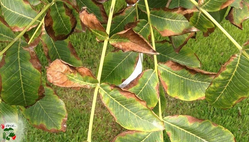 Bor Eksikliği Belirtileri Nelerdir? Çiçeklenme ve Meyve Tutumunda Kritik Rol