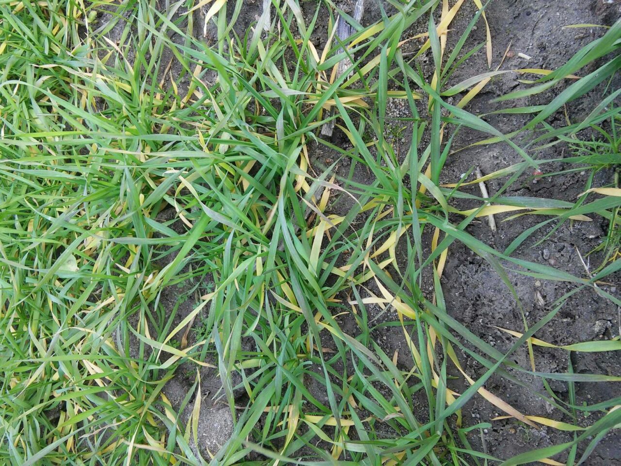 Azot Eksikliği Belirtileri Nelerdir? Bitkilerde Sararma ve Gelişim Geriliği