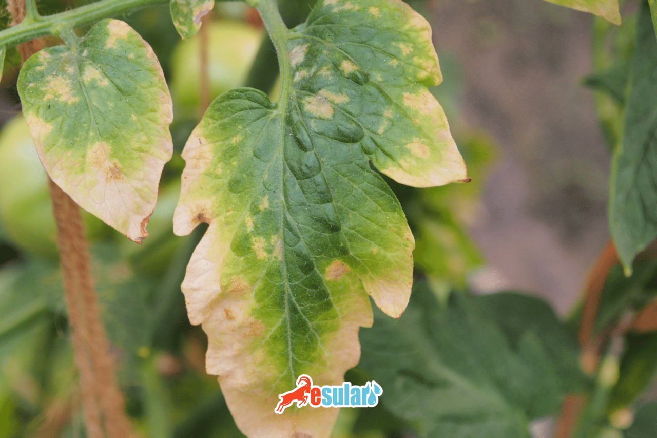 Kükürt Eksikliği Belirtileri Nelerdir? Bitkilerde Sararma ve Protein Oluşumu Sorunları