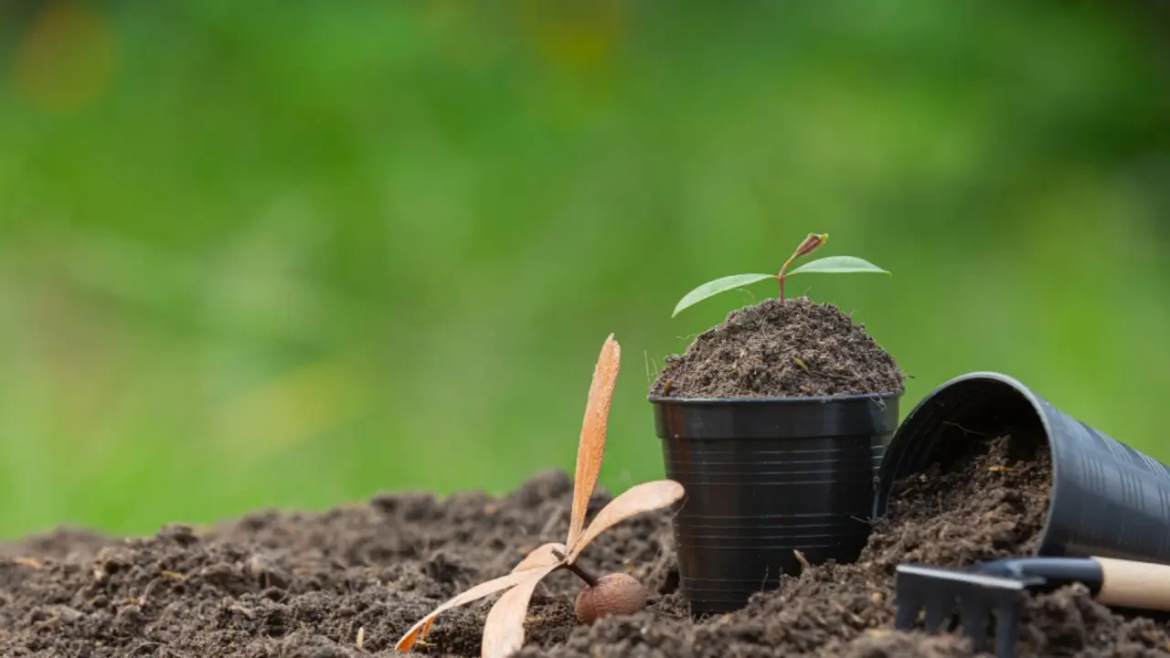 Hayvansal Aminoasit Nedir? Bitkilerde Etkisi, Avantajları ve Kullanımı