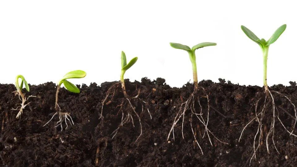 Humik Asit ve Fulvik Asit Arasındaki Farklar | Toprak ve Bitki Üzerindeki Etkileri