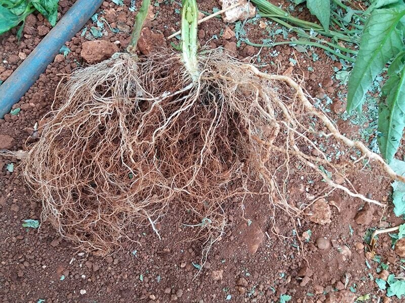 Kök Geliştirici Ürünler Ne İşe Yarar? Güçlü Kök, Sağlıklı Bitki, Yüksek Verim