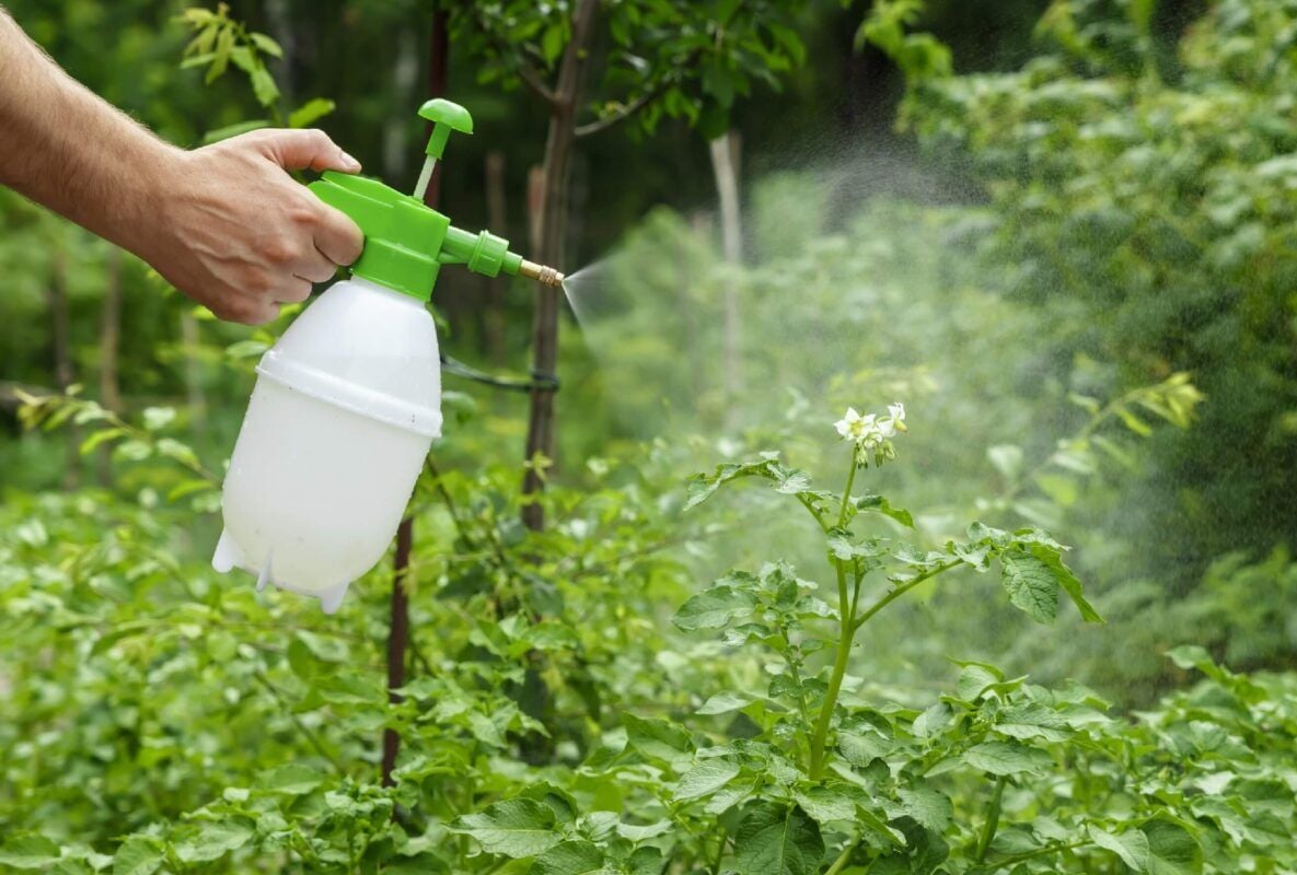 Yapraktan Gübreleme Nedir? Nasıl Yapılır? Doğru Zaman ve Uygulama Rehberi