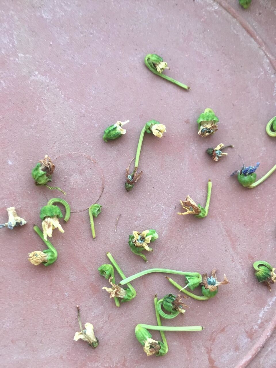 Sebzelerde Çiçek Dökümü Neden Olur? Verimi Artıran Etkili Çözüm Yolları