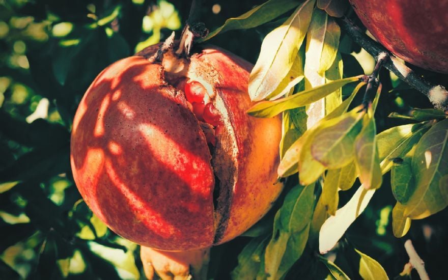 Meyvede Çatlama Neden Olur? Sebzelerde Çatlamayı Önlemenin Etkili Yolları