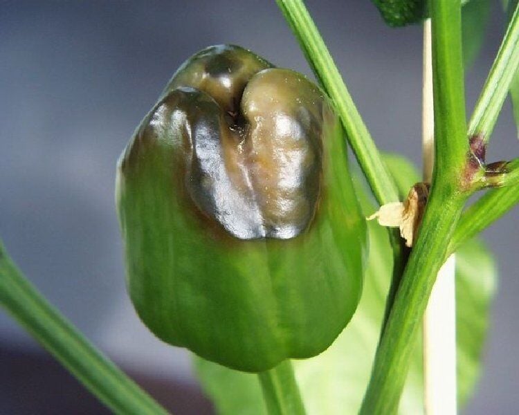 Kalsiyum Eksikliği ve Uç Çürüklüğü Nedir? Meyve Kalitesini Koruma Rehberi