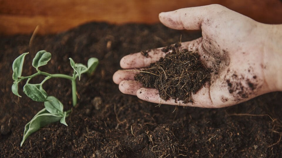 Yüksek pH Topraklarda Gübreleme Nasıl Yapılır? Kireçli Topraklar İçin Doğru Besleme Rehberi