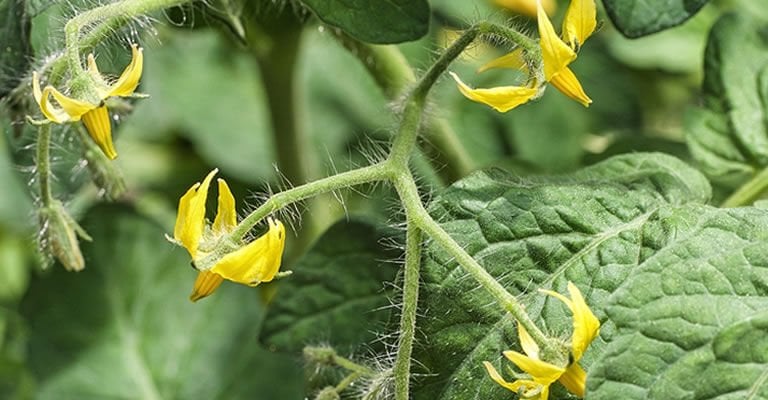 Domates İçin Gübreleme Programı | Fidede Başlangıçtan Hasada Kadar Detaylı Rehber