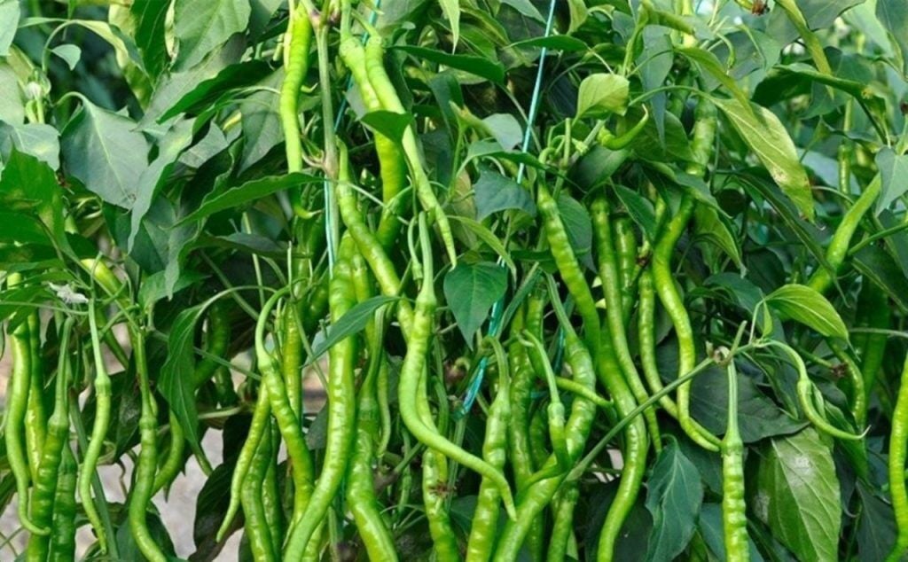 Biberde Çiçek ve Meyve Tutumu Nasıl Artırılır? Yüksek Verim İçin Etkili Uygulamalar