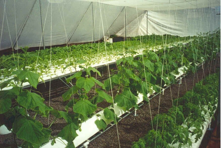 Salatalıkta Hızlı Gelişim İçin Gübreleme | Güçlü Bitki, Sürekli Hasat Rehberi