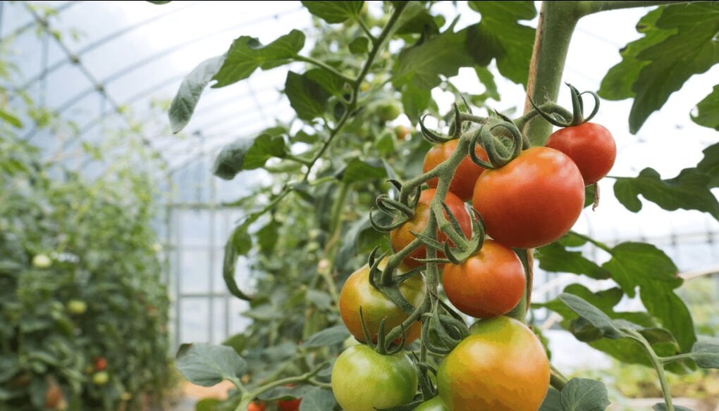 Serada Domates Besleme Programı | Kontrollü Üretimde Maksimum Verim Rehberi