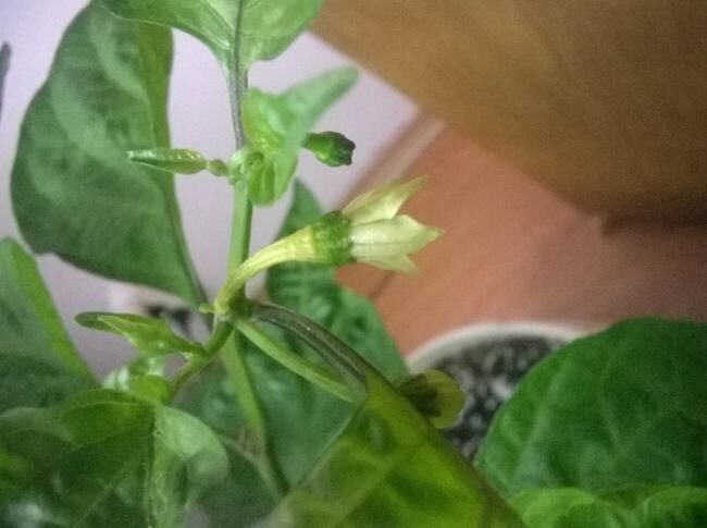 Biberde Çiçek Dökümü Neden Olur? En Yaygın Sebepler ve Etkili Çözümler