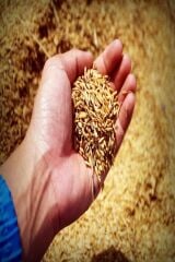 Şeker Gübresi Çim Gübresi 10 Kg ( Açık Paket Gönderilir.)