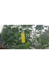 Flora Yapışkan Sarı Kart Tuzak 10 Cm X 25 Cm 10 Adet