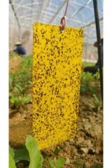 Flora Yapışkan Sarı Kart Tuzak 10 Cm X 25 Cm 10 Adet