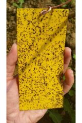 Flora Yapışkan Sarı Kart Tuzak 10 Cm X 25 Cm 10 Adet