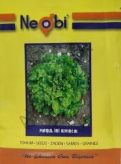 Marul İri Kıvırcık Tohumu