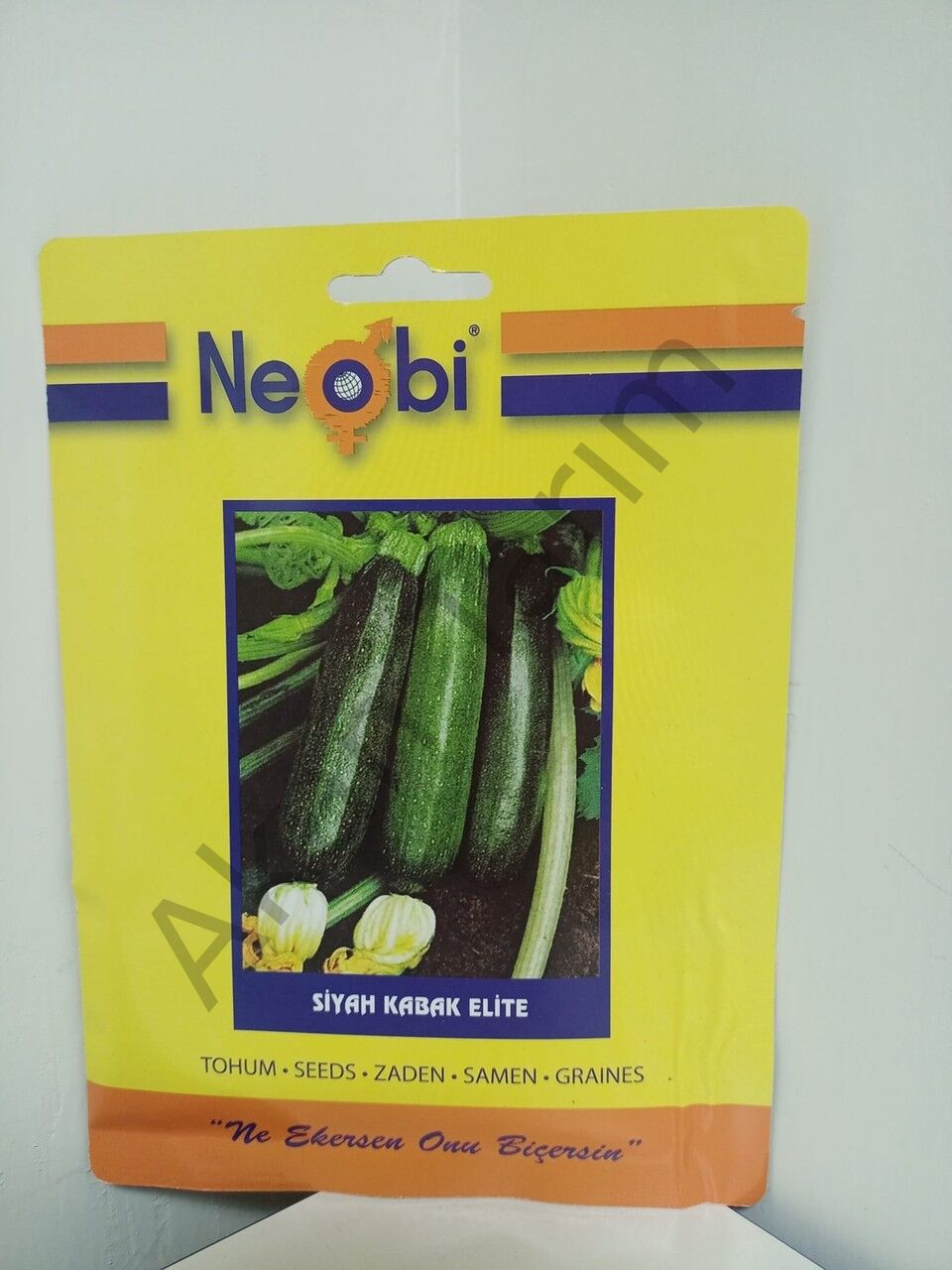 Siyah Kabak Elite Tohumu