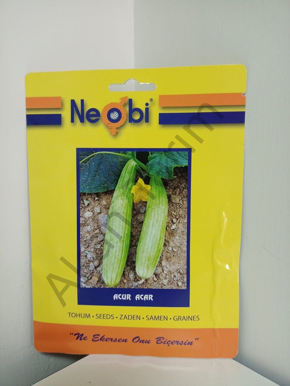 Acur Acar Tohum