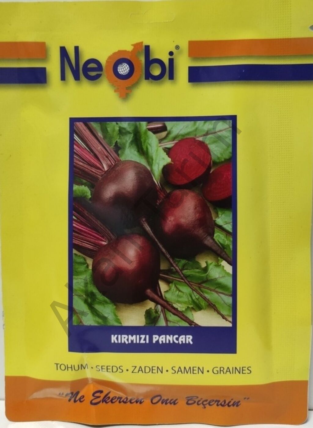 Kırmızı Pancar Tohumu