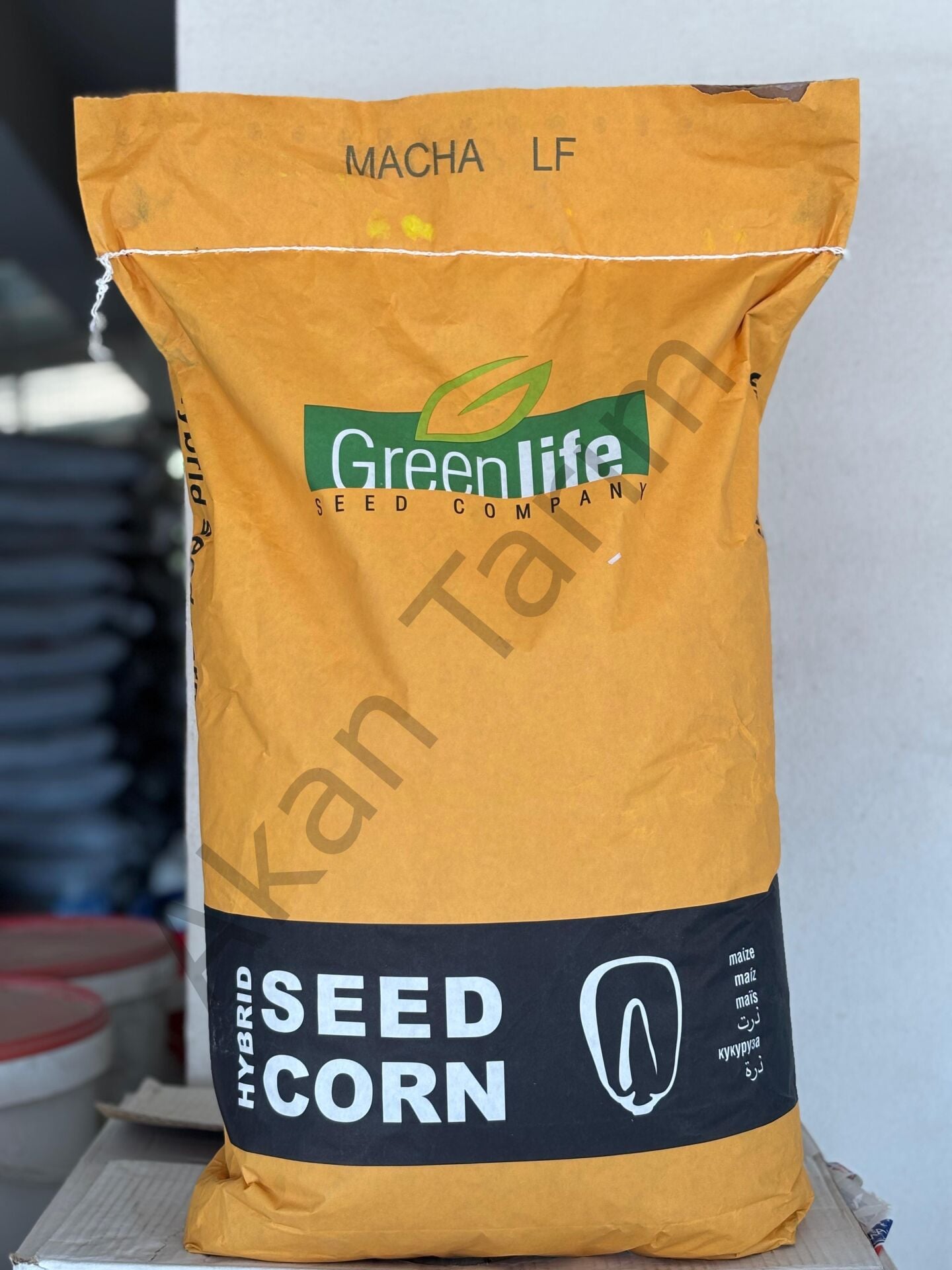 MACHA LF Hibrit Silajlık Erkenci Yüksek Verimli Mısır Tohumu 50000 Adet