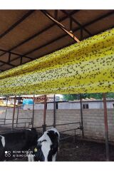 Çift Taraflı Ahırlar Ve Çiftlikler İçin Sarı Yapışkan Rulo Sinek Tuzağı 30 Cm X 100 Metre