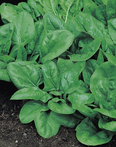 Ispanak Matador Tohumu Tartılarak Satılır