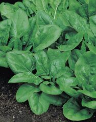 Ispanak Matador Tohumu Tartılarak Satılır