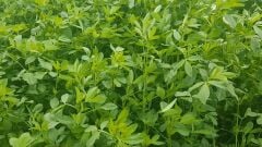 Yonca Kalender Tohumu Tartılarak Satılır