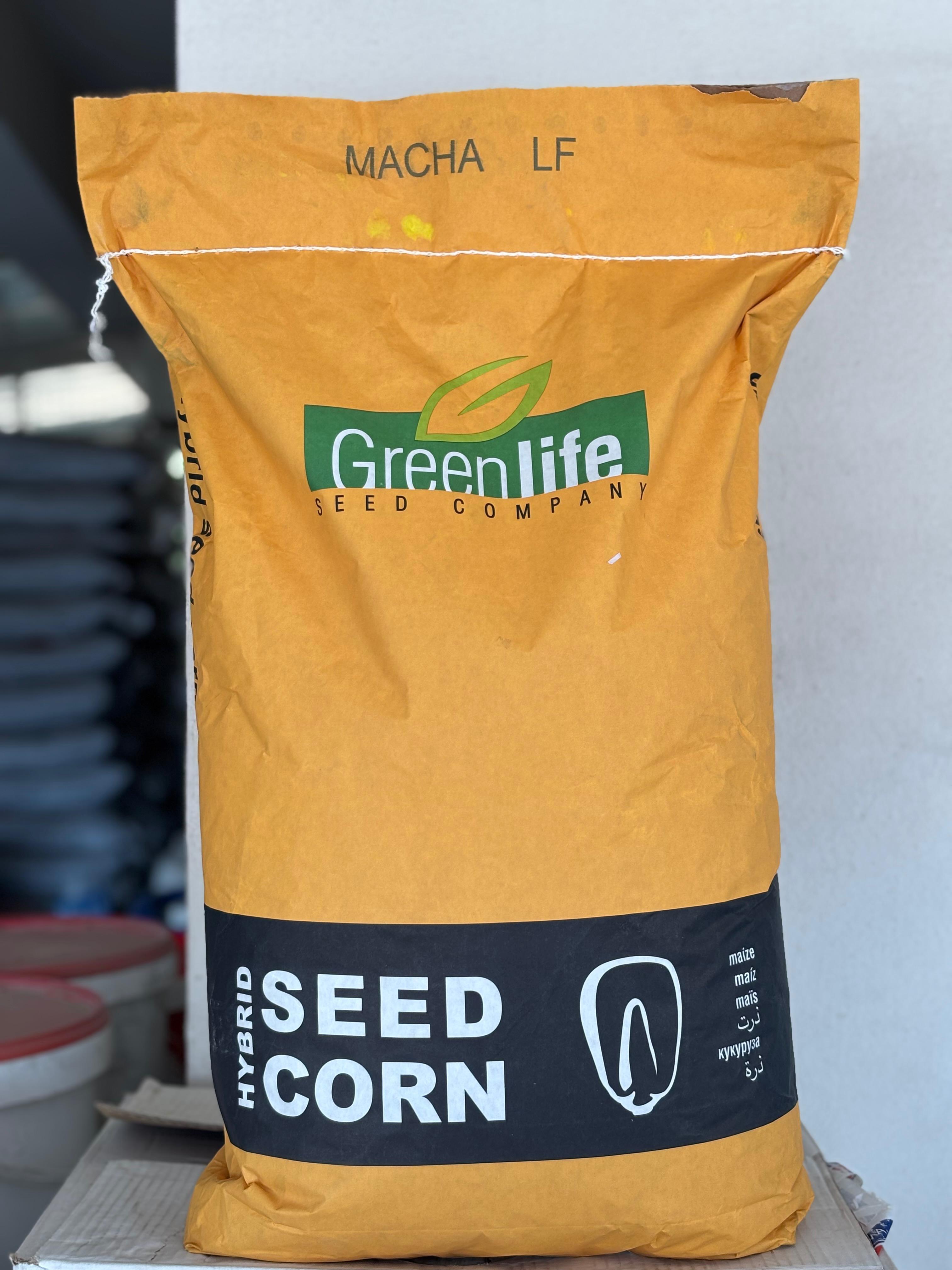 MACHA LF Hibrit Silajlık Erkenci Yüksek Verimli Mısır Tohumu - Tartılarak Satılır