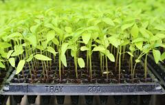 70 Gözlü Fide - Fidan Çimlendirme Viyolü 25 Adet