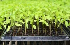 70 Gözlü Fide - Fidan Çimlendirme Viyolü 100 Adet