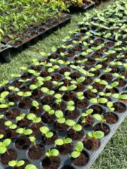 24 Gözlü Fide - Fidan Çimlendirme Viyolü 1 Adet