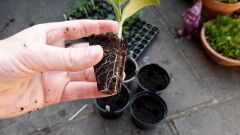 24 Gözlü Fide - Fidan Çimlendirme Viyolü 100 Adet