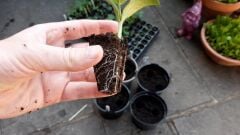 45 Gözlü Fide - Fidan Çimlendirme Viyolü 5 Adet