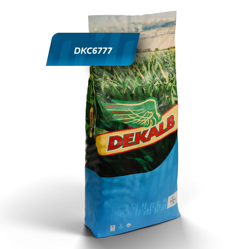 Dekalb DKC 6777 Hibrit Mısır Tohumu – Yüksek Verimli Danelik ve Silajlık | 50000 Adet