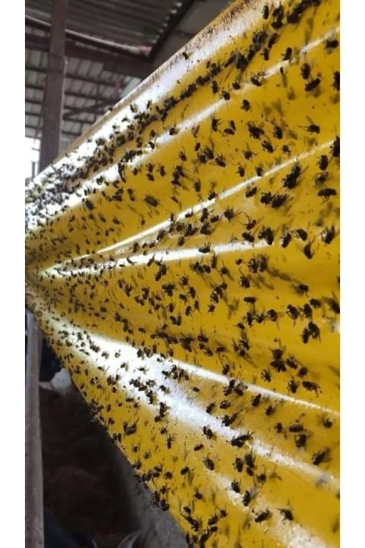Çift Taraflı Ahırlar Ve Çiftlikler İçin Sarı Yapışkan Rulo Sinek Tuzağı 15 Cm X 100 Metre Rulo 12 Adet
