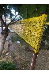 Çift Taraflı Ahırlar Ve Çiftlikler İçin Sarı Yapışkan Rulo Sinek Tuzağı 15 Cm X 100 Metre Rulo 12 Adet