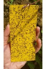 Flora Sarı Yapışkan Tuzak Çift Taraflı Sinek-Kelebek ve Tuta Tuzağı 10 Cm X 25 Cm 100 Adet