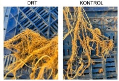 Docto Root Mikro Element ve NPK'LI Köklendirici Sıvı Organomineral Gübre 20 Lt