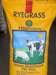 Yiğit Tohum Ryegrass Süt Otu Tohumu 25 KG